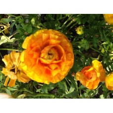 Ranunculus (Erengül)